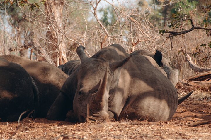 Exclusive Game Drive & White Rhino Safari in Livingstone Zambia