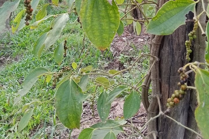 KAMPOT: Pepper farm. Cave. Secret Lake. Kep Crab market & Salt..