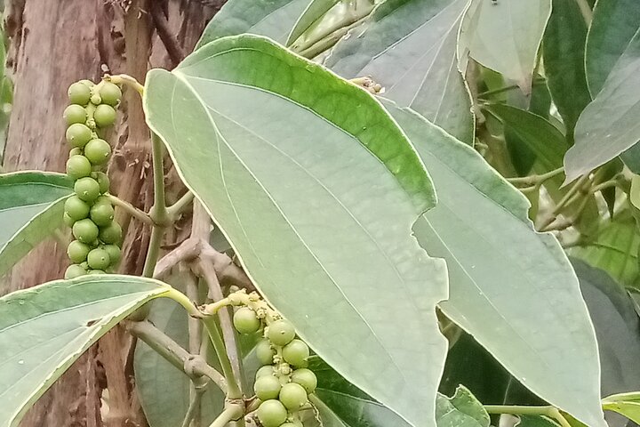 KAMPOT: Pepper farm. Cave. Secret Lake. Kep Crab market & Salt..