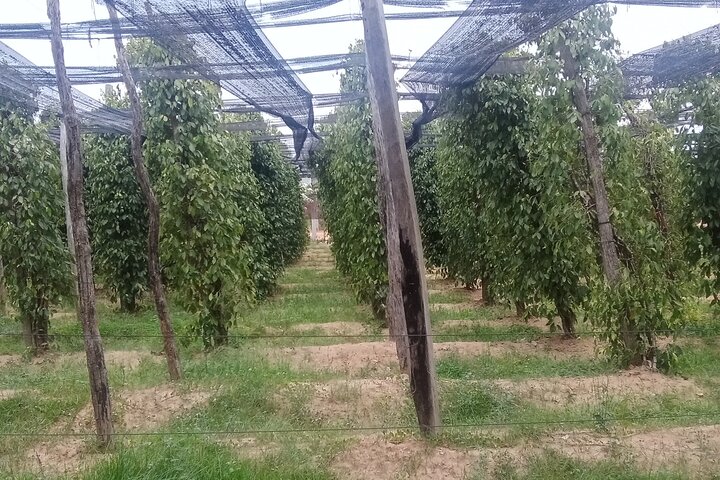 KAMPOT: Pepper farm. Cave. Secret Lake. Kep Crab market & Salt..