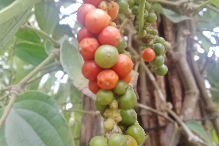 KAMPOT: Pepper farm. Cave. Secret Lake. Kep Crab market & Salt..