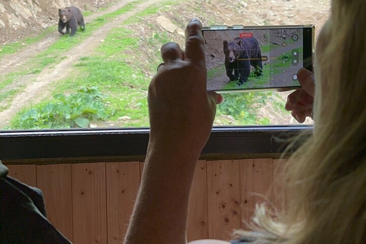 Bear Watching In Brasov: Observe Wild Bears From A Hideout (100%)