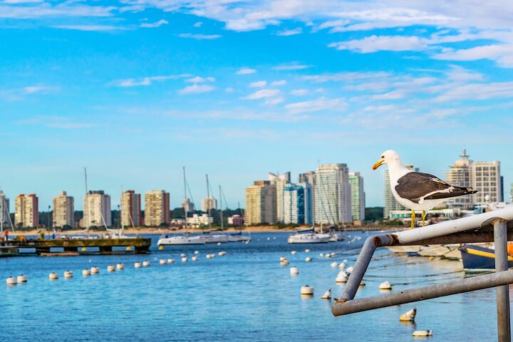 Punta del Este Private Tour for Cruise Passengers