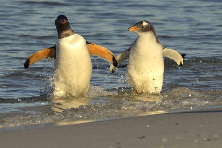 Falkland Islands Shared Tour Sightseeing with Penguins