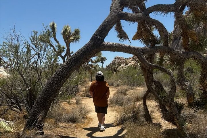 Private Sightseeing Adventure Tour of Joshua Tree National Park