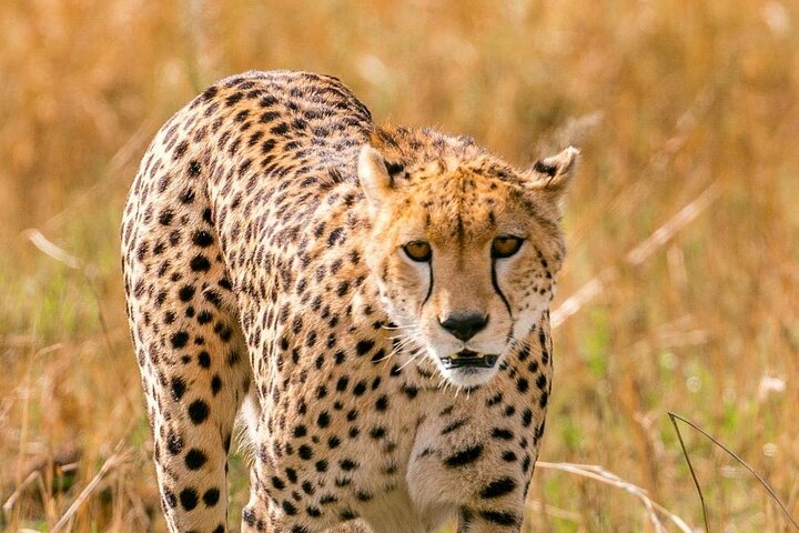 3 Days, 2 nights Maasai Mara Private Safari