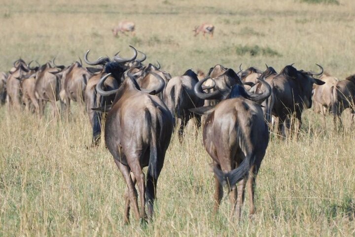 3 Days, 2 nights Maasai Mara Private Safari