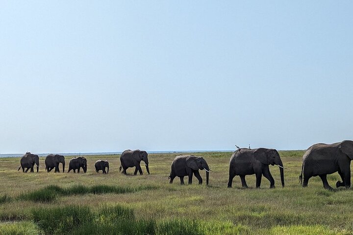 Day Tour to Amboseli National Park
