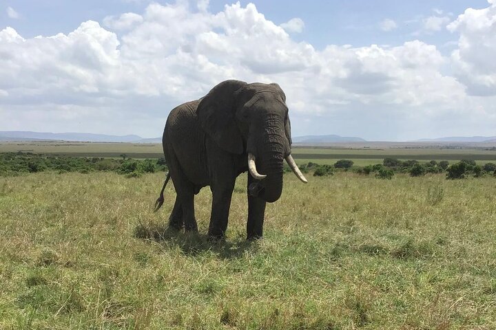 Day Tour to Amboseli National Park