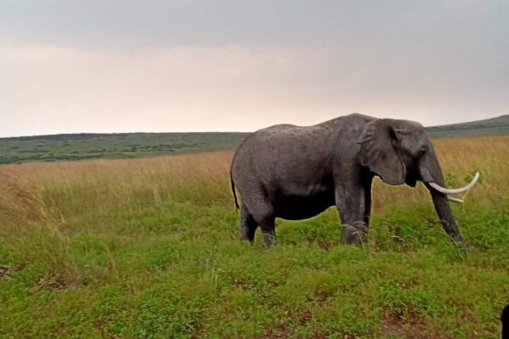 Day Tour to Amboseli National Park