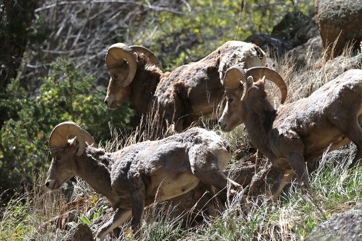 Full Day Tour in Rocky Mountain National Park Lunch Included