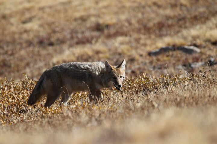 Full Day Tour in Rocky Mountain National Park Lunch Included