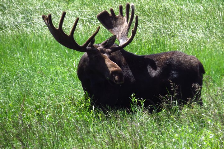 Full Day Tour in Rocky Mountain National Park Lunch Included
