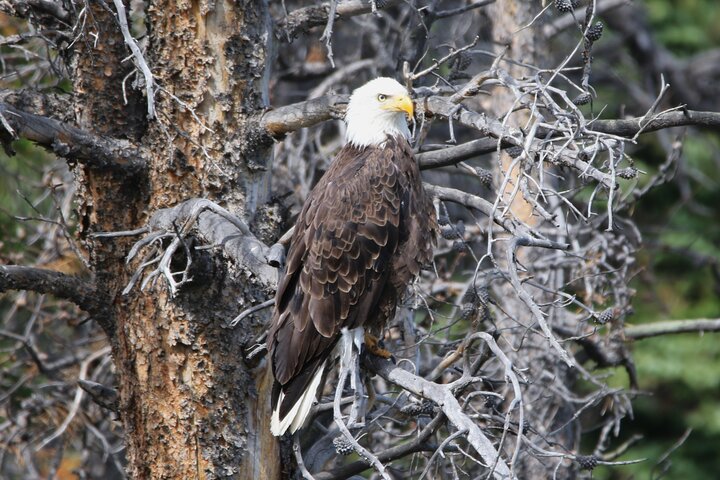 Full Day Tour in Rocky Mountain National Park Lunch Included