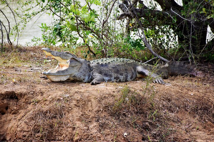 Udawalawe National Park — 4-Hour Private Jeep Safari (Pickup)