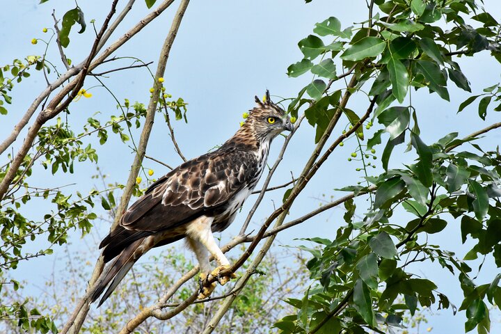 Udawalawe National Park — 4-Hour Private Jeep Safari (Pickup)