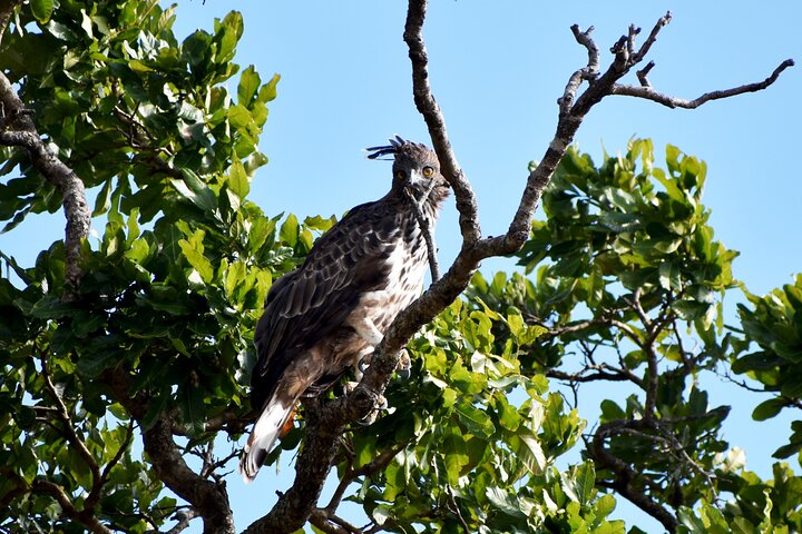 Udawalawe National Park — 4-Hour Private Jeep Safari (Pickup)