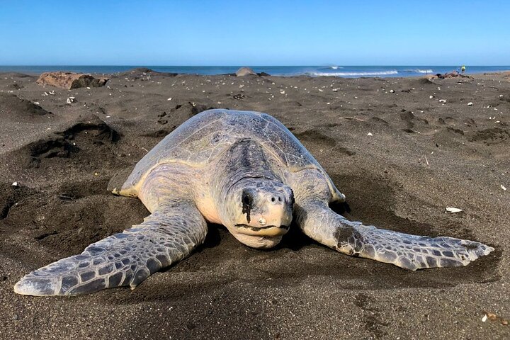 Turtle Nesting Tour in Corozalito