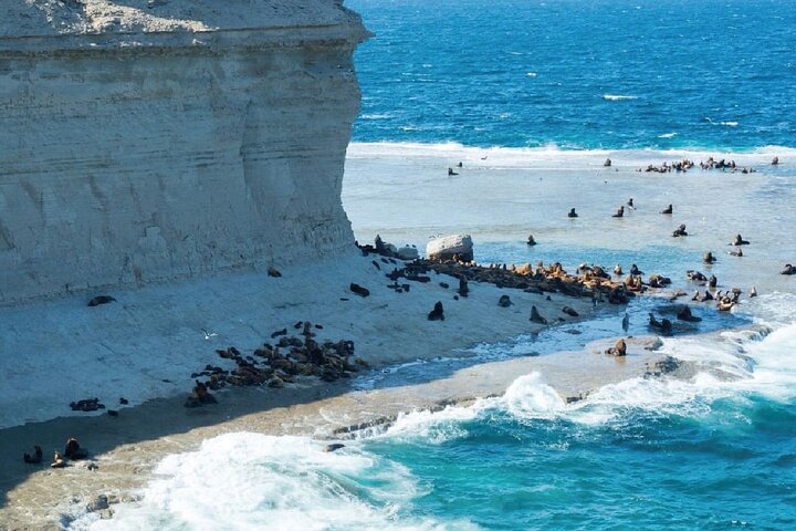 Peninsula Valdés - EARLY BOOKING -20 OFF - for Cruise Passengers