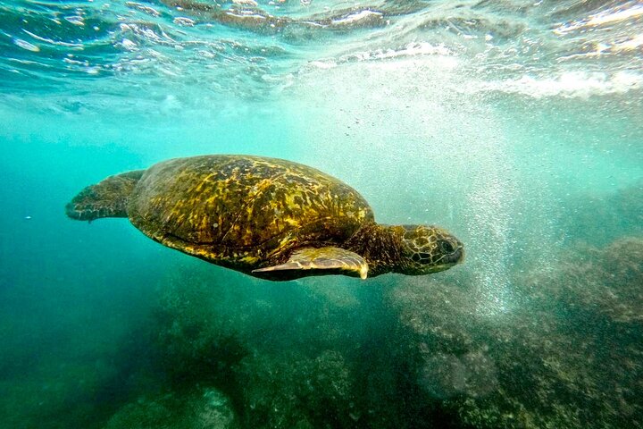 San Juan Guided Turtle Snorkel Tour and Complimentary Videos