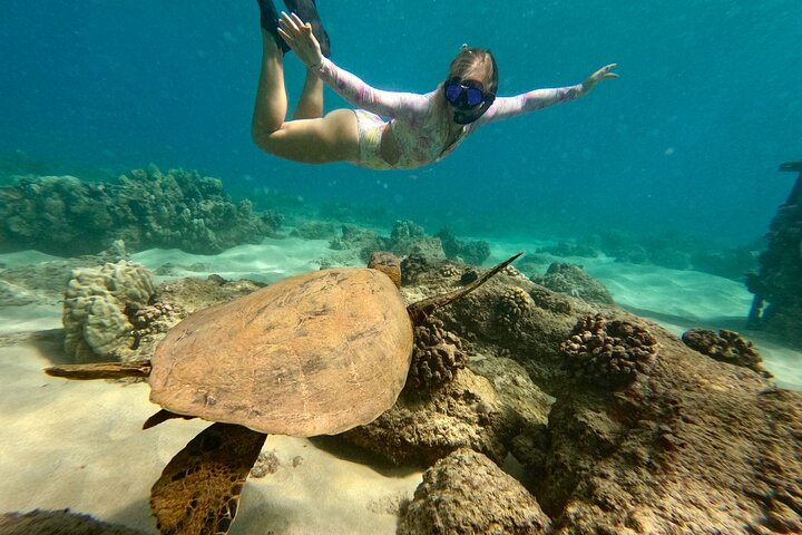 San Juan Guided Turtle Snorkel Tour and Complimentary Videos