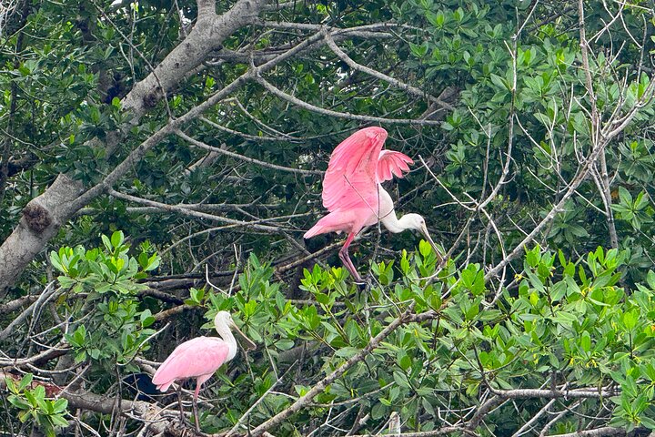 Bonita Springs Eco Kayak Tour – Best Gear, Premium&Clear Kayaks