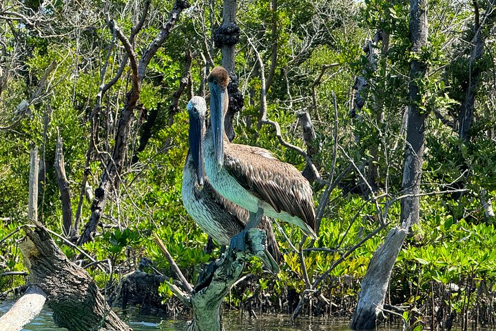 Bonita Springs Eco Kayak Tour – Best Gear, Premium&Clear Kayaks