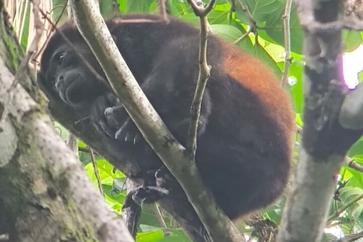 Manuel Antonio Park Guided Tour - Admission Ticket Included