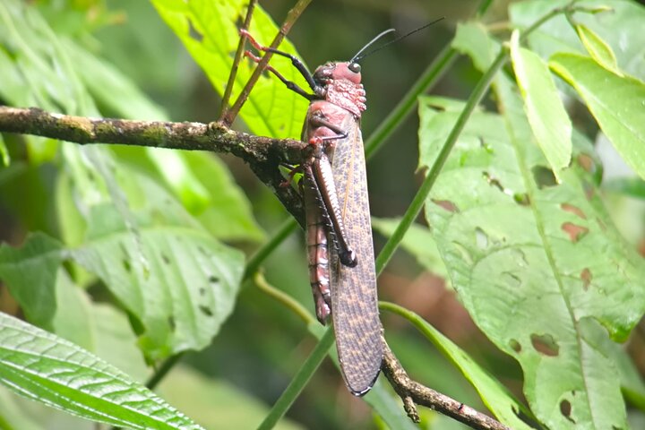 Manuel Antonio Park Guided Tour - Admission Ticket Included