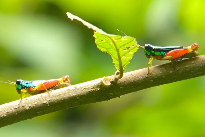 Manuel Antonio Park Guided Tour - Admission Ticket Included