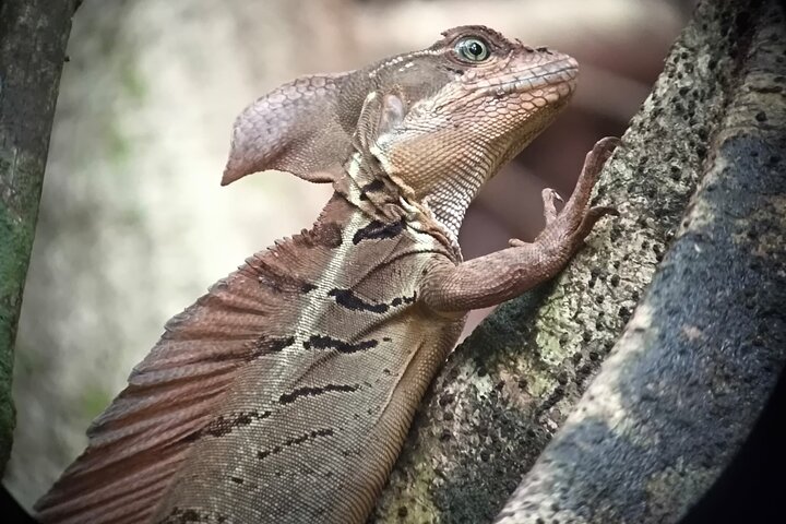 Manuel Antonio Park Guided Tour - Admission Ticket Included