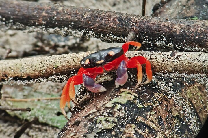Manuel Antonio Park Guided Tour - Admission Ticket Included