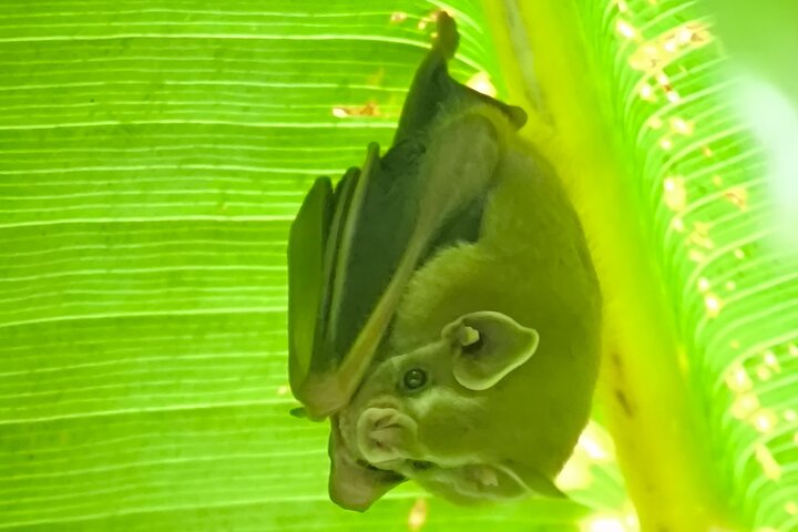 Manuel Antonio Park Guided Tour - Admission Ticket Included