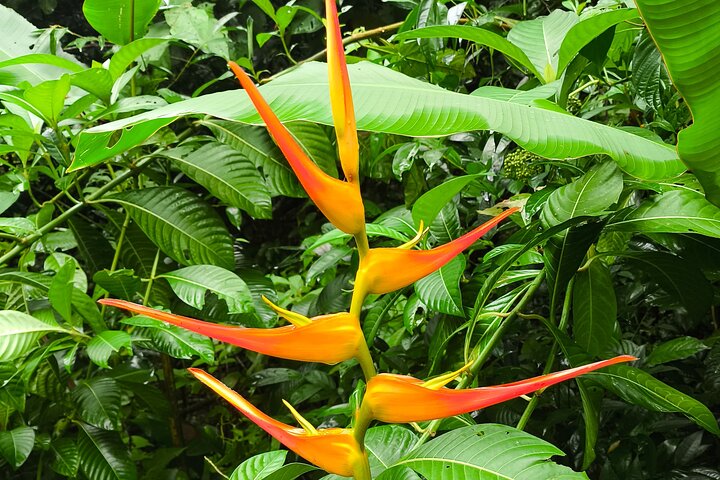 Manuel Antonio Park Guided Tour - Admission Ticket Included