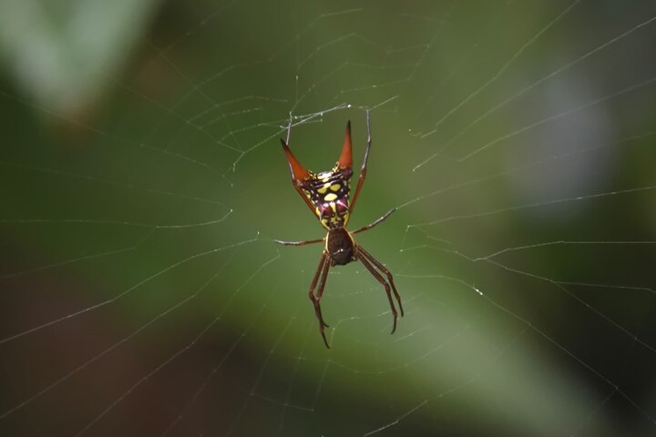 Manuel Antonio Park Guided Tour - Admission Ticket Included