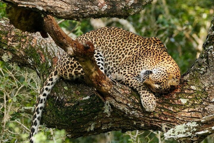 Minneriya National Park Wildlife & Elephant Safari from Sigiriya