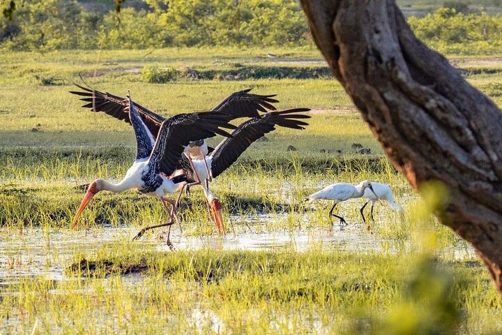 Minneriya National Park Wildlife & Elephant Safari from Sigiriya