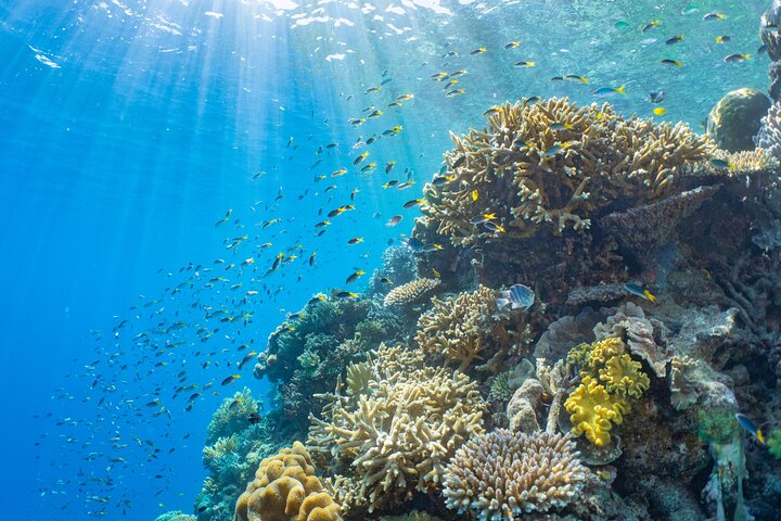 Sunlover Reef Cruises Cairns Great Barrier Reef Experience