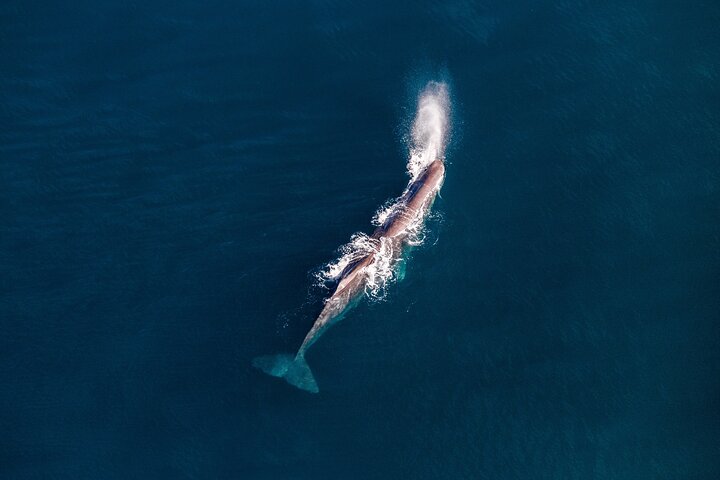 Kaikoura Whale Watching - 45 Minute Ocean Safari