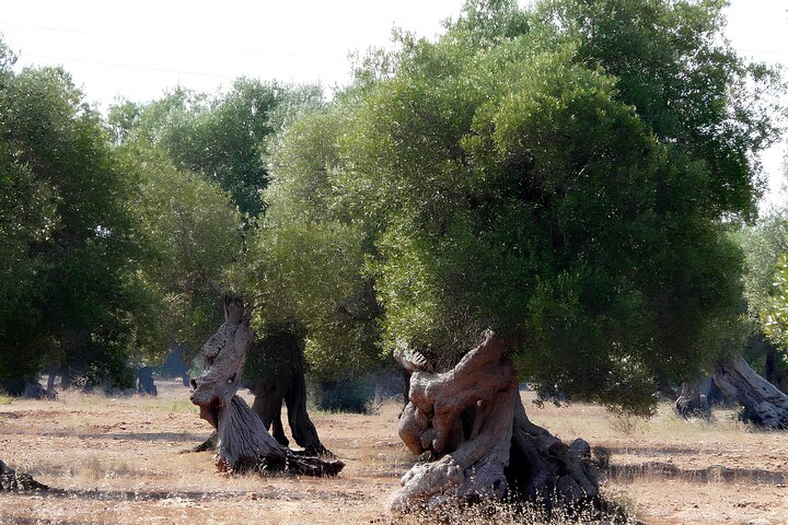 Puglia Olive Oil Tasting Experience with Olive Grove Walk