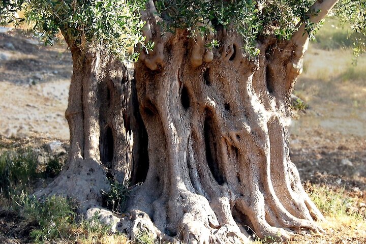 Puglia Olive Oil Tasting Experience with Olive Grove Walk