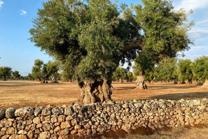 Puglia Olive Oil Tasting Experience with Olive Grove Walk