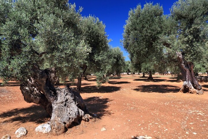 Puglia Olive Oil Tasting Experience with Olive Grove Walk