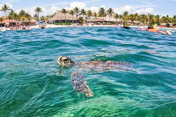 Small Group Semi Private Akumal and Cenote Snorkeling Tour