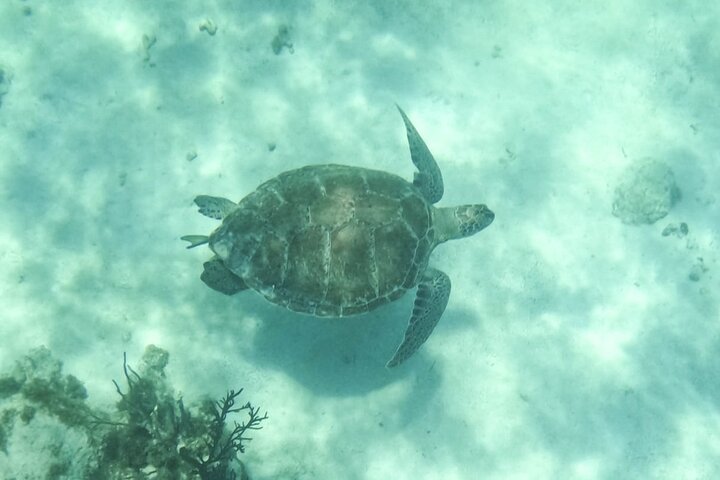 Small Group Semi Private Akumal and Cenote Snorkeling Tour