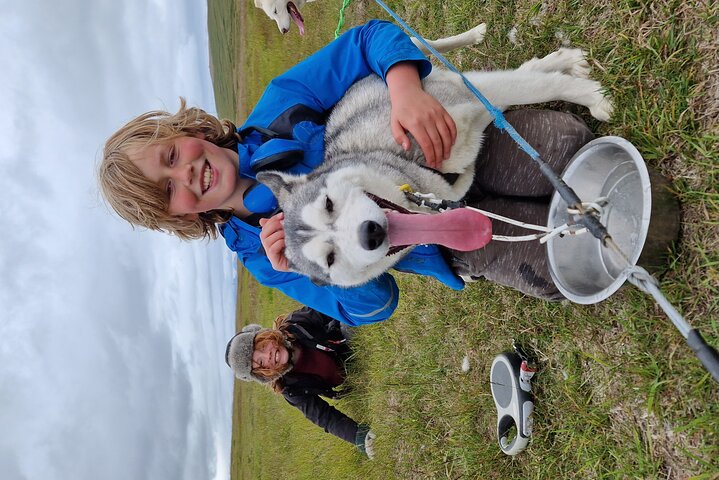 Dog Sledding and Mushing Experience by Siberian Husky in Iceland