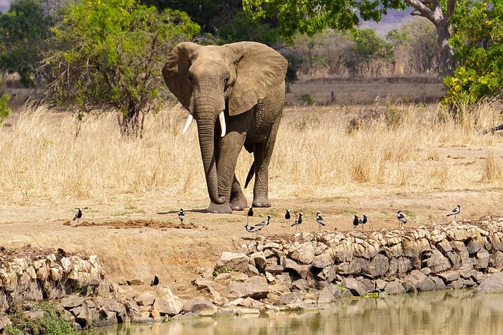 From Zanzibar: Mikumi Safari Day Trip with Flights and Meal