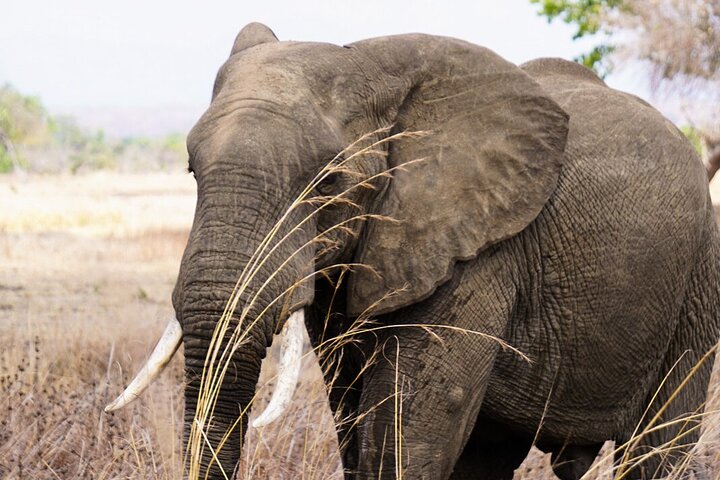 From Zanzibar: Mikumi Safari Day Trip with Flights and Meal