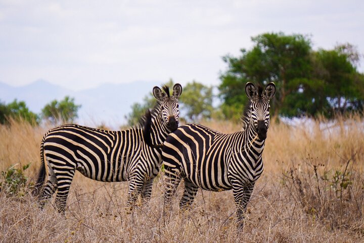 From Zanzibar: Mikumi Safari Day Trip with Flights and Meal