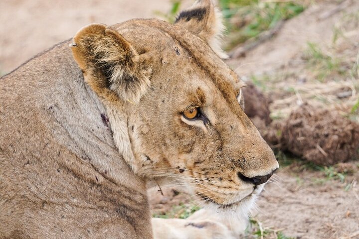From Zanzibar: Mikumi Safari Day Trip with Flights and Meal
